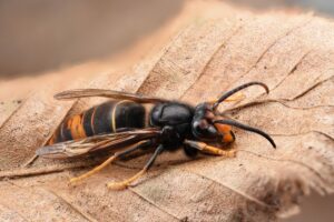 Asian hornet