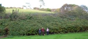 Original knotweed stand at Lee, Devon