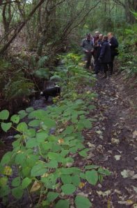 Knotweed growing along a river