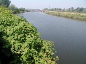 Japanese knotweed by watercourse