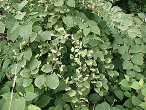 Japanese knotweed stems