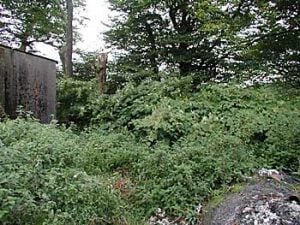 Japanese knotweed growing around a building