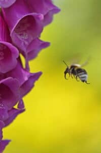 A bee flying towards a foxglove flower