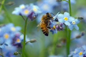 A bee sitting on a forget-me-not flower