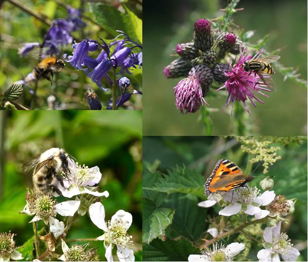 A collage of different pollinators including bees on bluebells and brambles, hoverflies on thistles, and butterflies on brambles