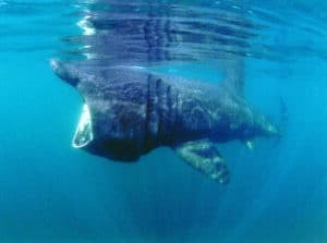 Basking shark feeding