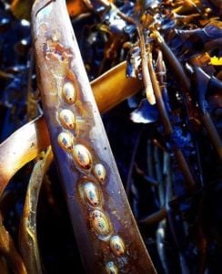 Blue rayed limpets on seaweed