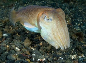 Cuttlefish feeding