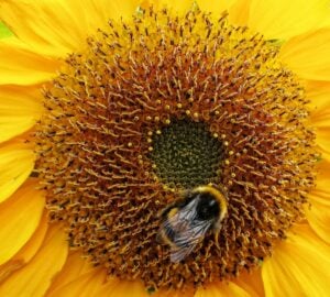 Bee on a sunflower