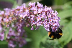 Bee on a flower