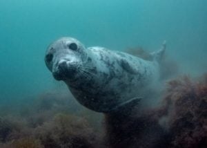 Grey seal