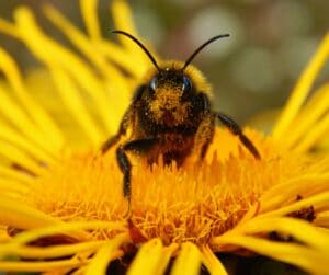 Bee on a flower