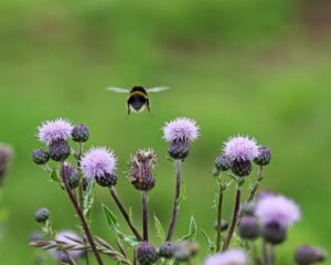 Bee flying over thistle