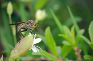 Fly on a flower