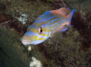 Male cuckoo wrasse