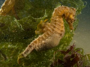 Short snouted seahorse amongst kelp