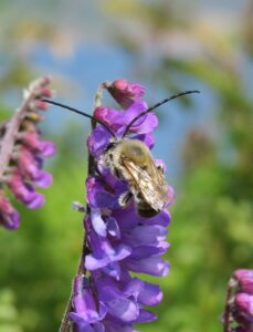 Longhorn bee on a flower