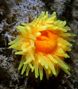 Sunset cup coral