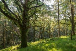 Woodland in sunshine