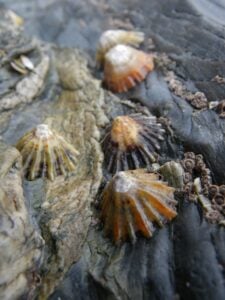 Limpets on a rock