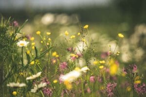 Daisies, buttercups and flowers in a meadow