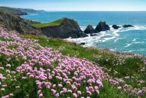 Sea thrift on top of cliffs