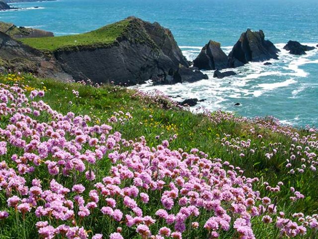 Sea thrift on top of cliffs looking out to sea