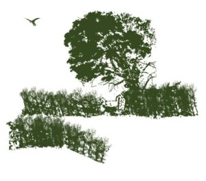 drawing of a hedgerow and a tree