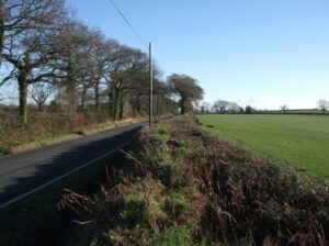 A tree lined country road