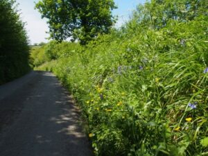 Hedges along a lane