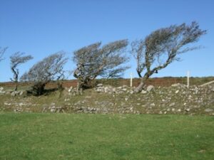 Stone faced hedge with wind-sculpted trees 