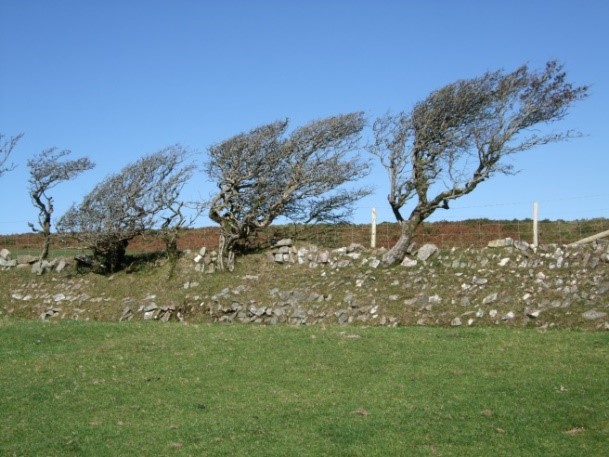 Stone faced hedge with wind-sculpted trees