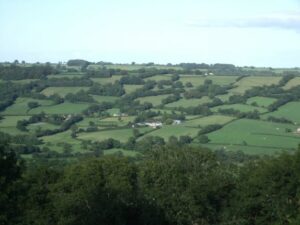 A landscape with lots of trees scattered across it