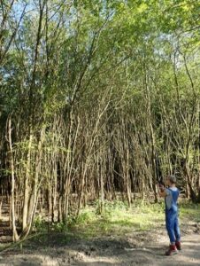 willow trees