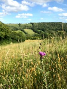 grasses and a thistle in a field