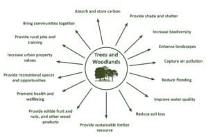 diagram showing the benefits of planting trees