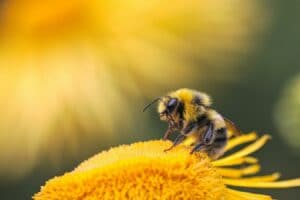 bee on yellow flower