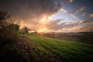 A hedge with the sunset behind it