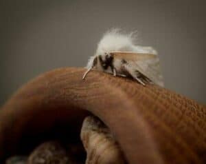 a white moth on a wooden structure