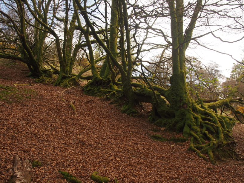 ancient tree roots