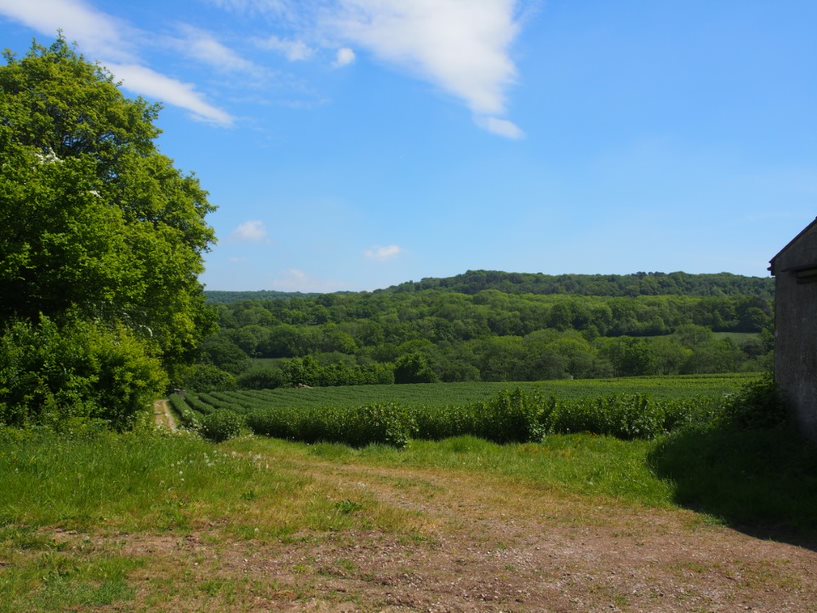 fields and trees