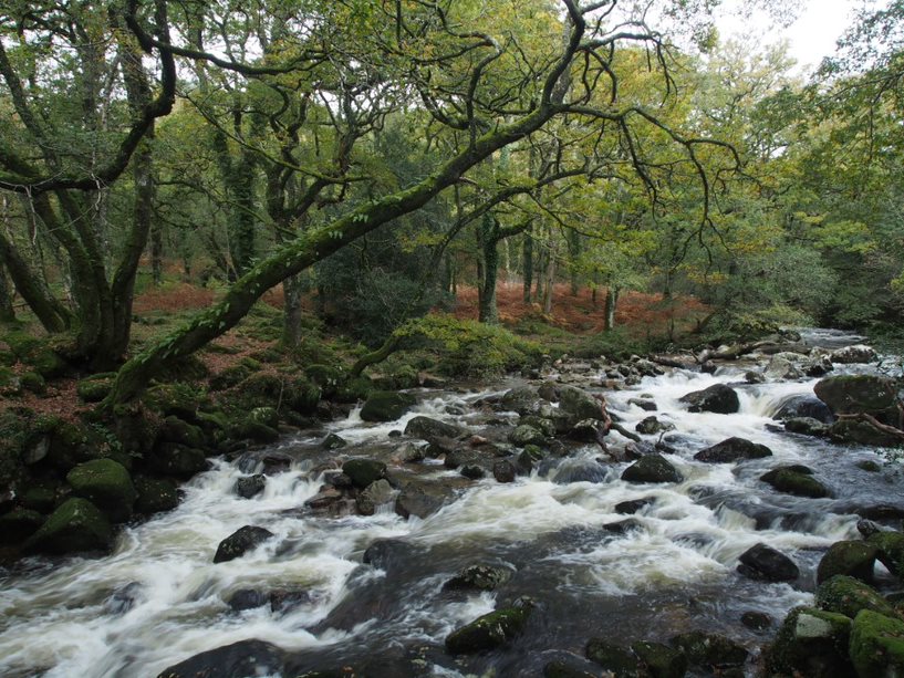 ancient woodland trees next to stream