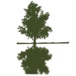 riparian trees icon