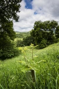 a new tree planted to create woodland to expand existing ancient woodland