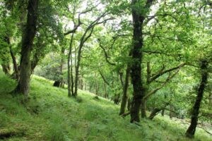 Dartmoor Woodland