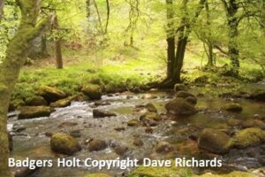 Badgers Holt by Dave Richards