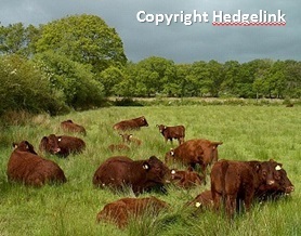 Cattle Hedgelink