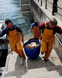 Fishermen unloading their catch