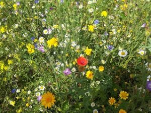 Flowers at Belle Isle