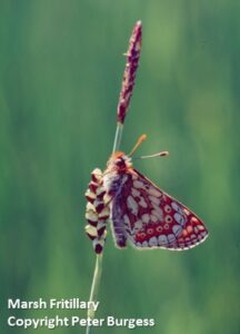 Marsh Fritillary by Peter Burgess